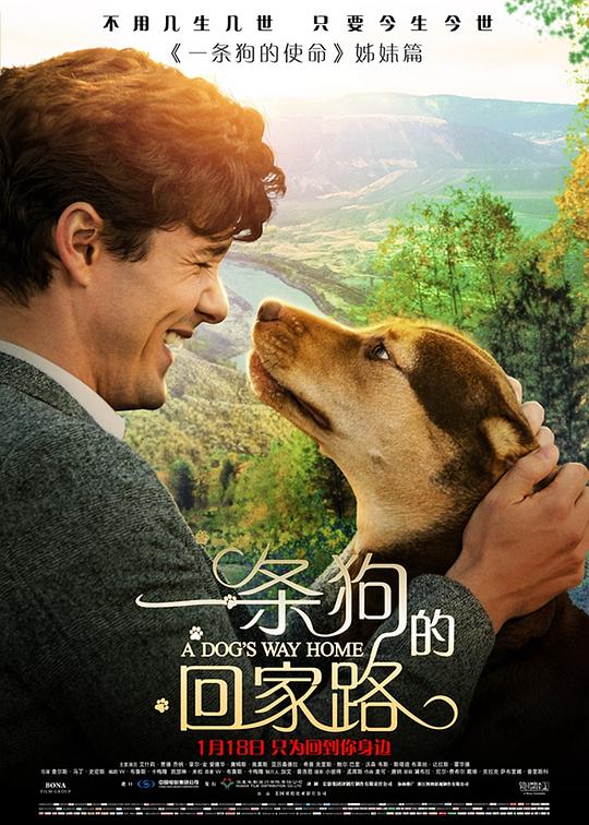 一条狗的回家路 封面